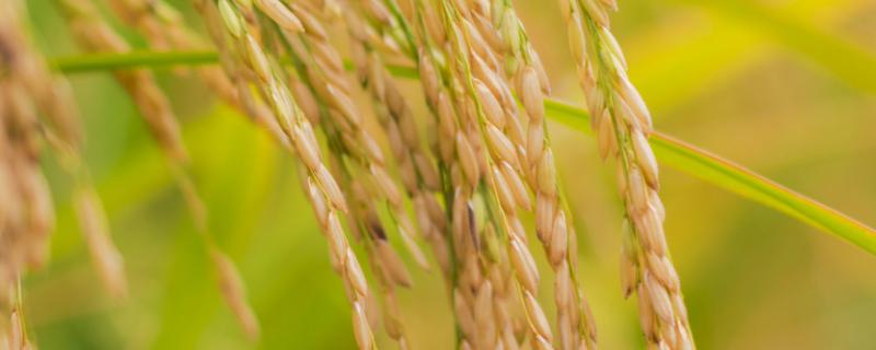 希两优019水稻品种的特性，全生育期135.1天