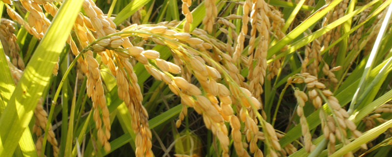 源两优295水稻种子特征特性，全生育期136.9天