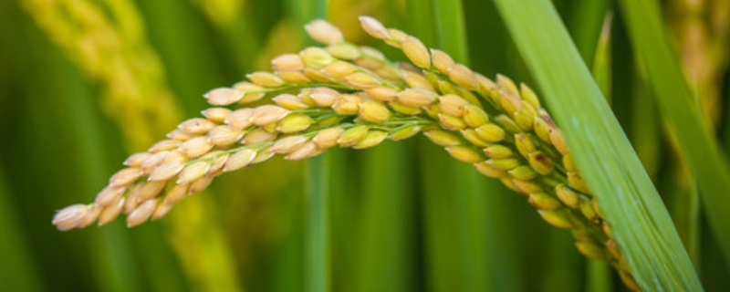 隆两优7817水稻品种的特性，每亩有效穗数15.5万穗