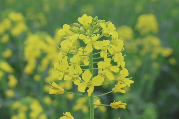 春天开的花有哪些，常见的有迎春花、桃花、郁金香等