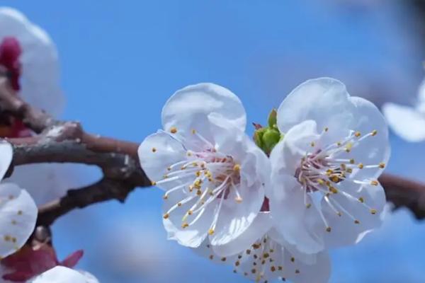 春天开的花有哪些，常见的有迎春花、桃花、郁金香等