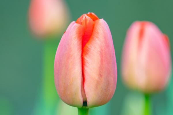 春天开的花有哪些，常见的有迎春花、桃花、郁金香等