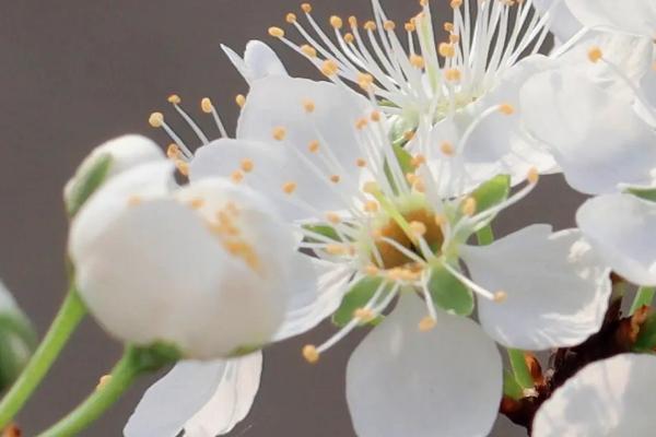 春天开的花有哪些，常见的有迎春花、桃花、郁金香等