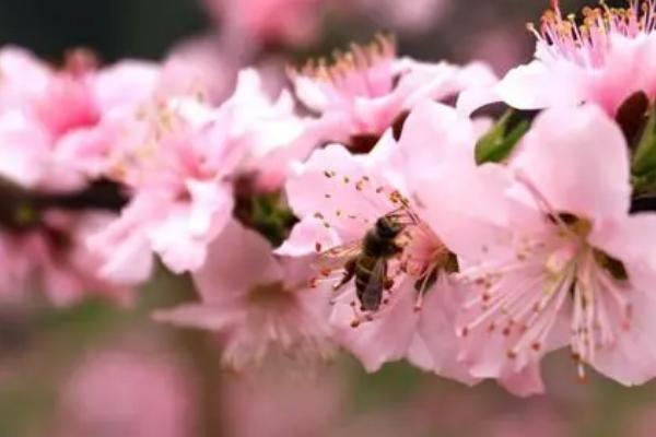 春天开的花有哪些，常见的有迎春花、桃花、郁金香等