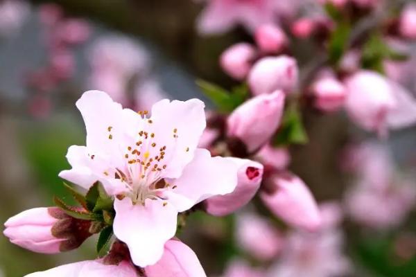 春天开的花有哪些，常见的有迎春花、桃花、郁金香等