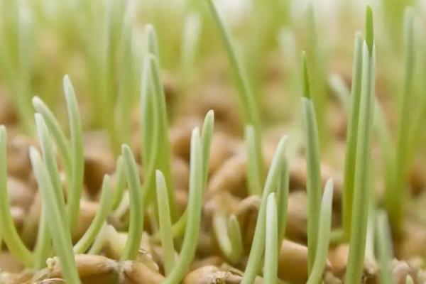 小麦种子的发芽过程，一开始会吸胀