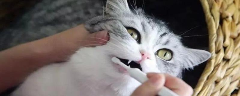 猫咪口臭的治疗方法，需做好口腔清洁并调整饮食结构