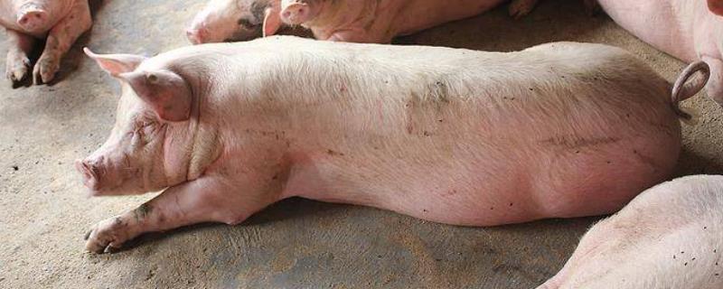 猪不吃东西的原因及防治方法，可能是肠胃不适或温度变化差异大导致的