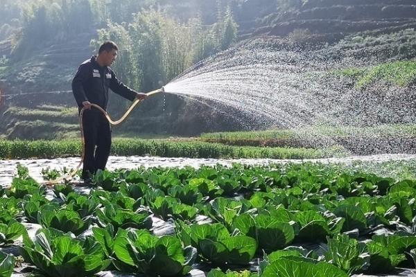 初秋蔬菜如何浇水，9-10点钟以后尽量不要浇水