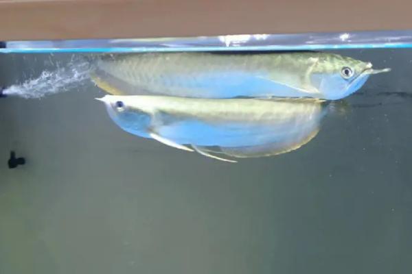 银龙鱼不吃东西的原因，可能是不适应新环境或水温过低等