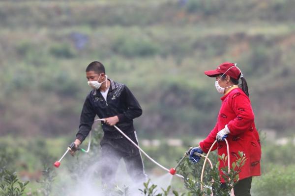 果树药害如何救治，可及时灌水喷水或喷药中和等