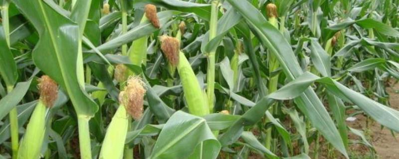 申科甜603玉米品种的特性，注意防治地老虎和玉米螟