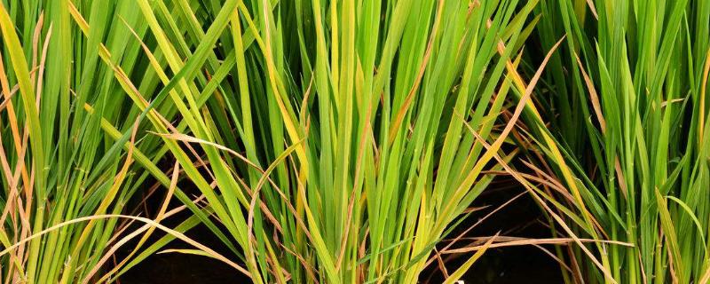 申惠粳一号水稻品种的特性，做好病虫草害的综合防治