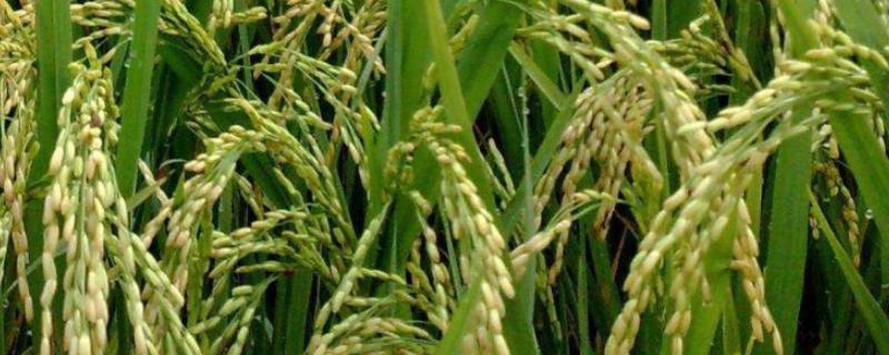 连粳17号水稻种子特征特性，每亩2.2万穴左右