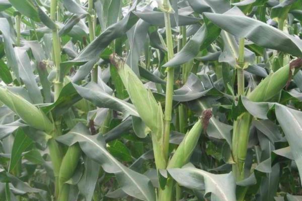 浙单14玉米种子简介，种植密度每亩3300株