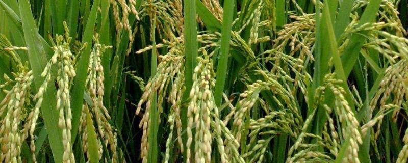 禾9S水稻种子特点，在福建沙县3月中旬播种