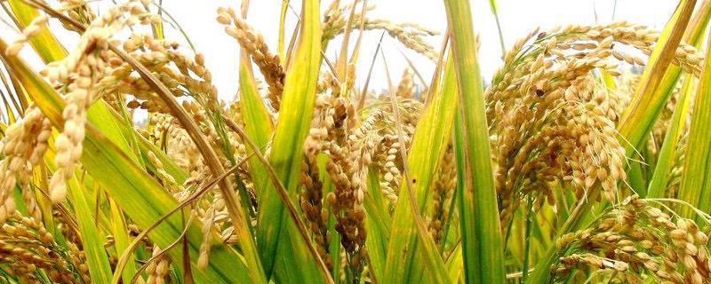 双园A水稻种子介绍，两期父本相隔3天播种