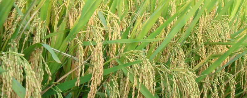 春S水稻种子特征特性