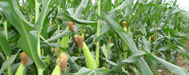 天任2020玉米品种简介，适宜密度为每亩4500株左右