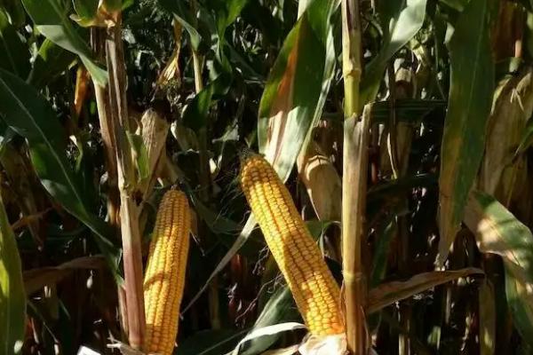 天任2020玉米种简介，适宜密度为每亩4500株左右