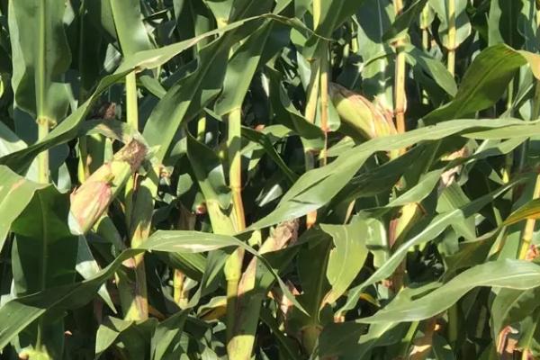 丰泽7玉米种子介绍，5月上中旬播种