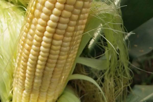 盛泰228玉米种子特征特性，中晚熟品种