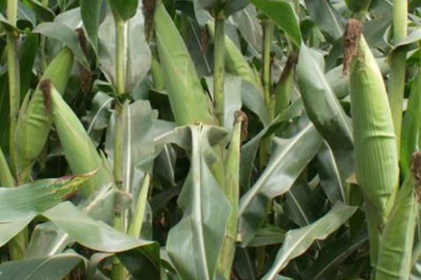 丰泽7玉米种子介绍，5月上中旬播种