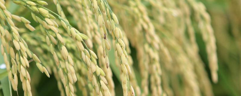 旭粳7水稻种子介绍，叶瘟表现中抗