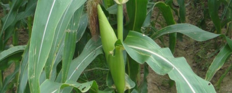 农科玉368玉米品种简介，糯玉米品种