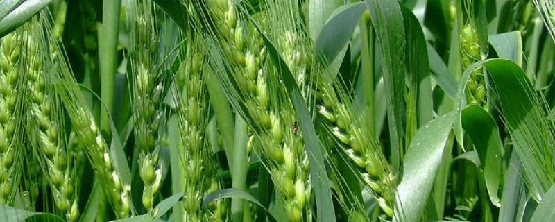 农麦158小麦种子介绍，播种期
