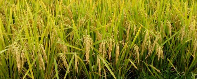 安两优338水稻种子简介，中抗纹枯病（病指43）