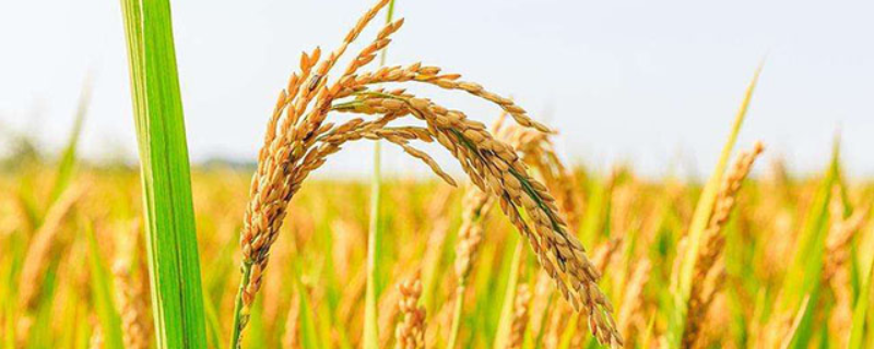荃优751水稻种子介绍，5月上中旬播种