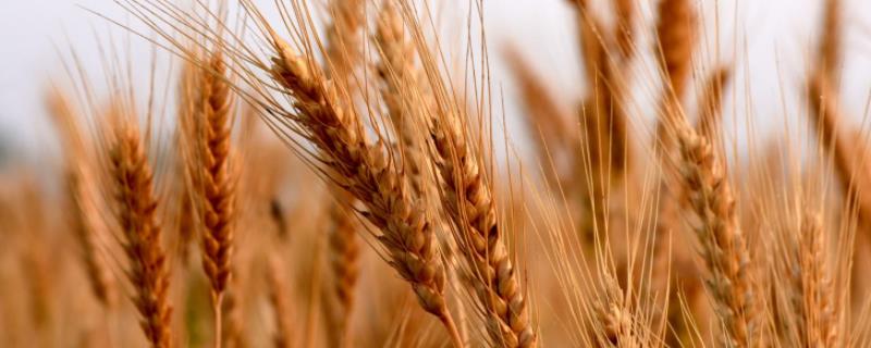 烟农1212小麦种子特征特性，注意防治纹枯病和赤霉病