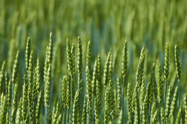 鑫瑞麦29小麦种子特点，常规品种