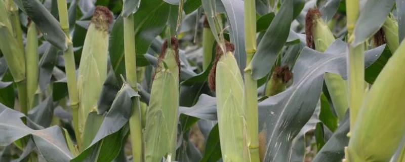 农禾35玉米种子特征特性，6月上中旬播种