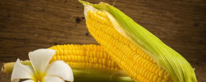 焦玉539玉米种子特征特性，大喇叭口期注意防治玉米螟