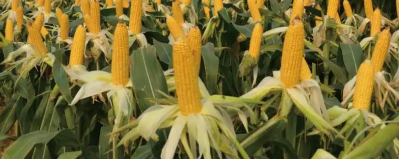 温单18玉米品种简介，6月上中旬播种