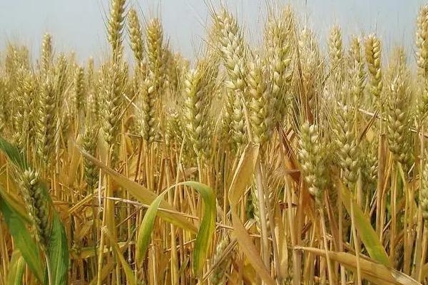 泛麦536小麦种子简介，半冬性品种