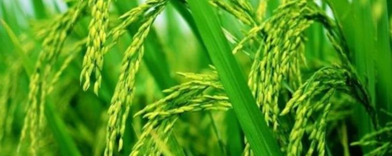 鄂香2号水稻种子特点，全生育期120.6天