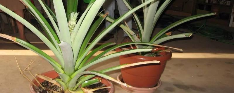 怎么给盆栽菠萝浇水，生长期要确保水量的充足和频率的适宜