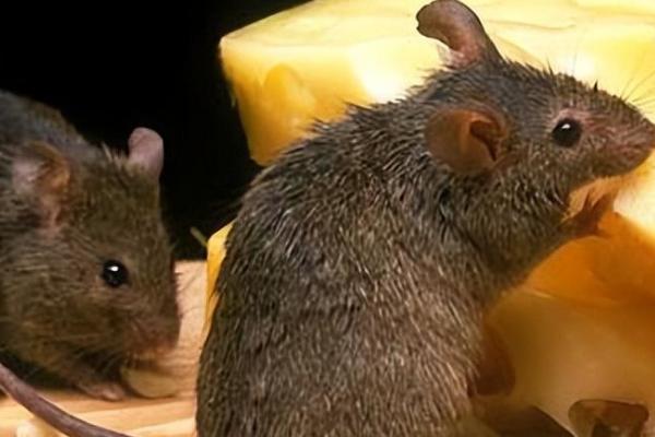 老鼠的繁殖能力强吗，一年四季都可以交配