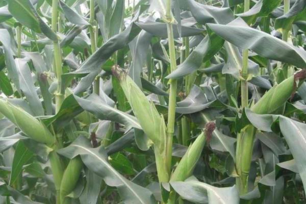 先甜糯868玉米种子简介，注意防涝抗旱及病虫害防治