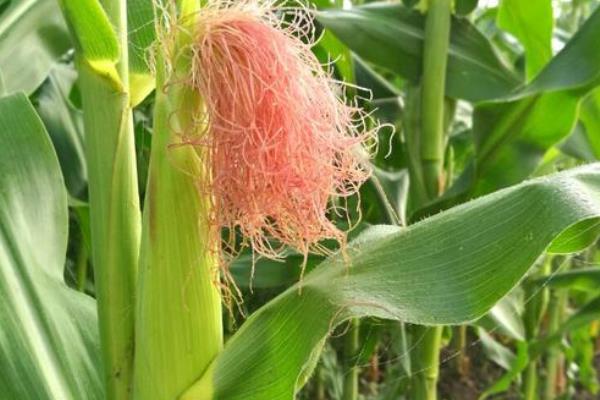 先甜糯868玉米种子简介，注意防涝抗旱及病虫害防治