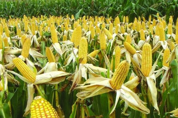 兴平糯玉米品种的特性，该品种株型平展