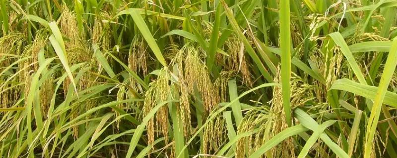 隆两优1377水稻品种的特性，每亩有效穗数15.9万