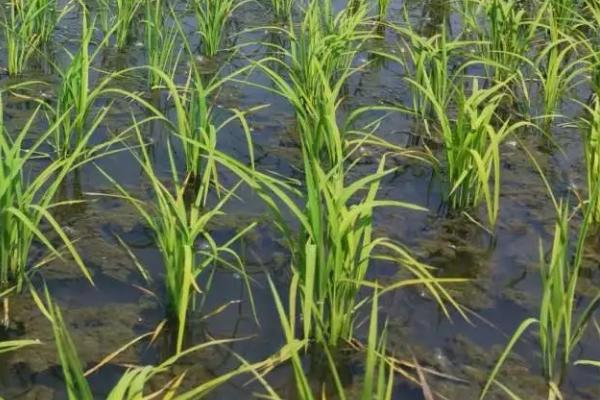 68优华占水稻种子特点，每亩有效穗数18.0万