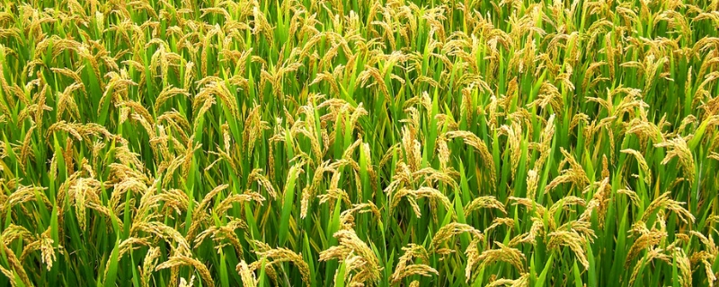 晶两优1377水稻品种的特性，在中等肥力土壤