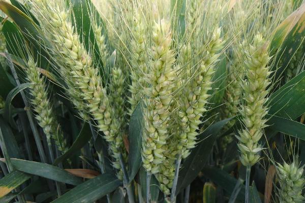 川麦1546小麦种子特征特性，高抗白粉病
