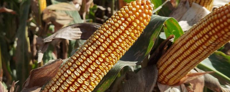 康农玉109玉米品种的特性，注意防治病虫害