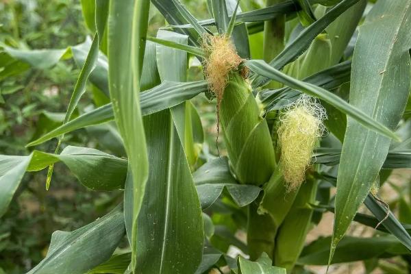 胜玉16号（试验名称：胜玉16号）玉米种子介绍，注意防治茎腐病